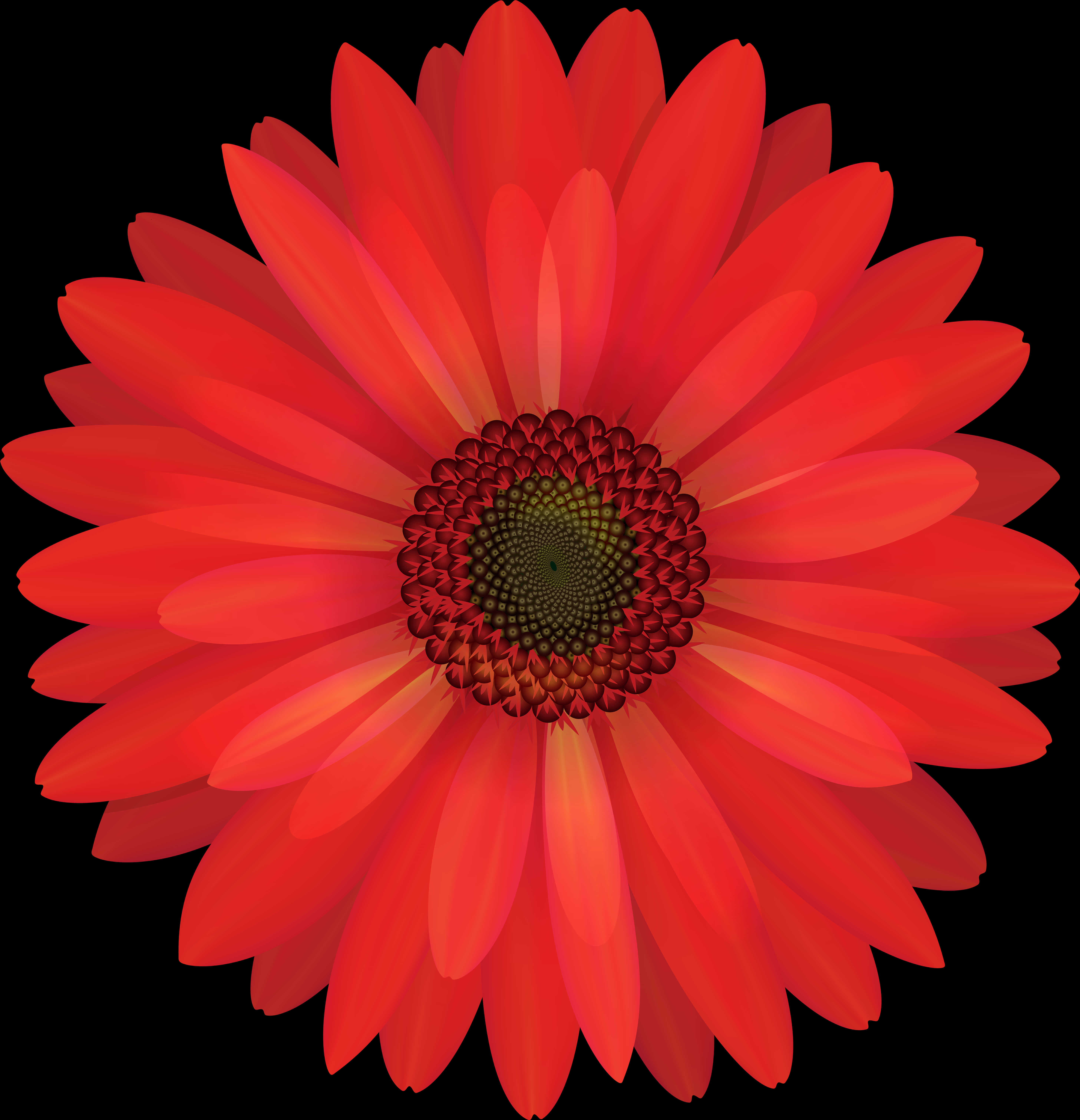 Vibrant Red Daisy Black Background