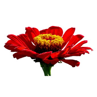 Vibrant_ Red_ Flower_ Black_ Background.jpg