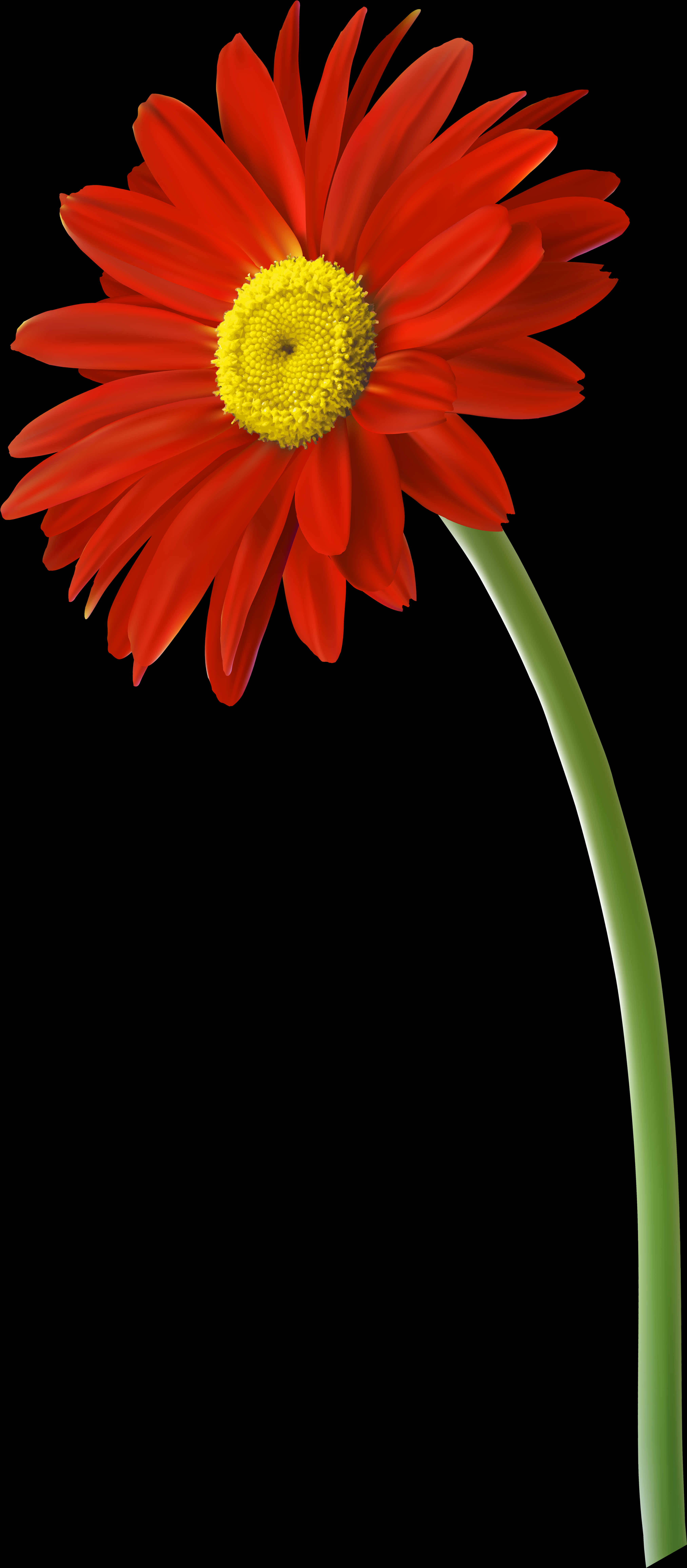 Vibrant Red Gerbera Daisy Black Background