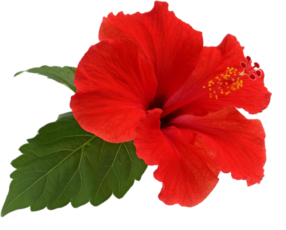 Vibrant_ Red_ Hibiscus_ Flower_ Transparent_ Background.png