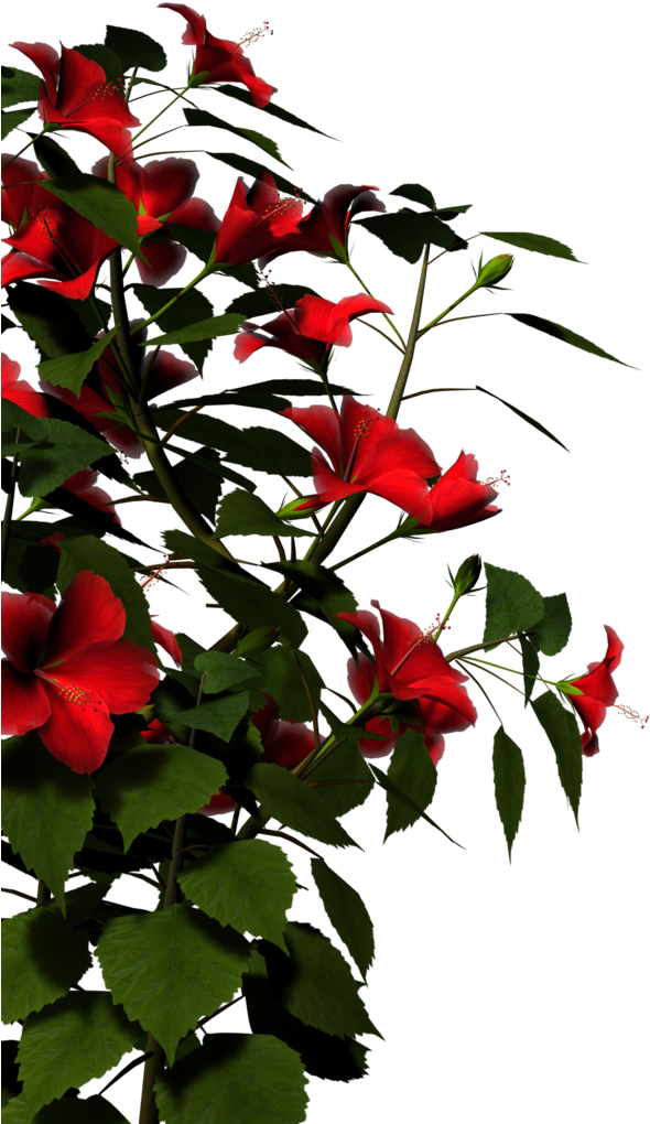 Vibrant_ Red_ Hibiscus_ Flowers