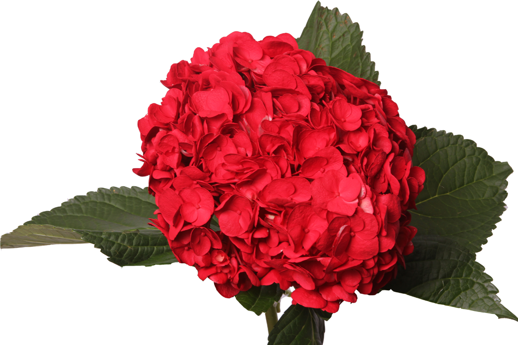 Vibrant Red Hydrangea Bloom