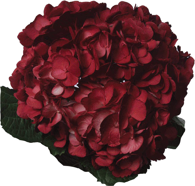 Vibrant_ Red_ Hydrangea_ Bloom