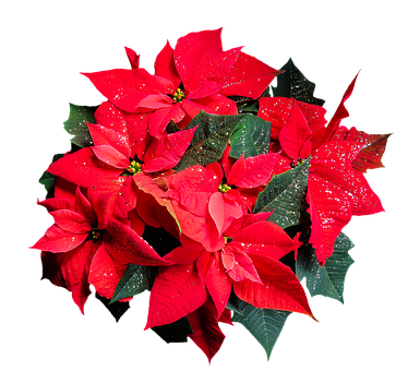 Vibrant Red Poinsettia Flower