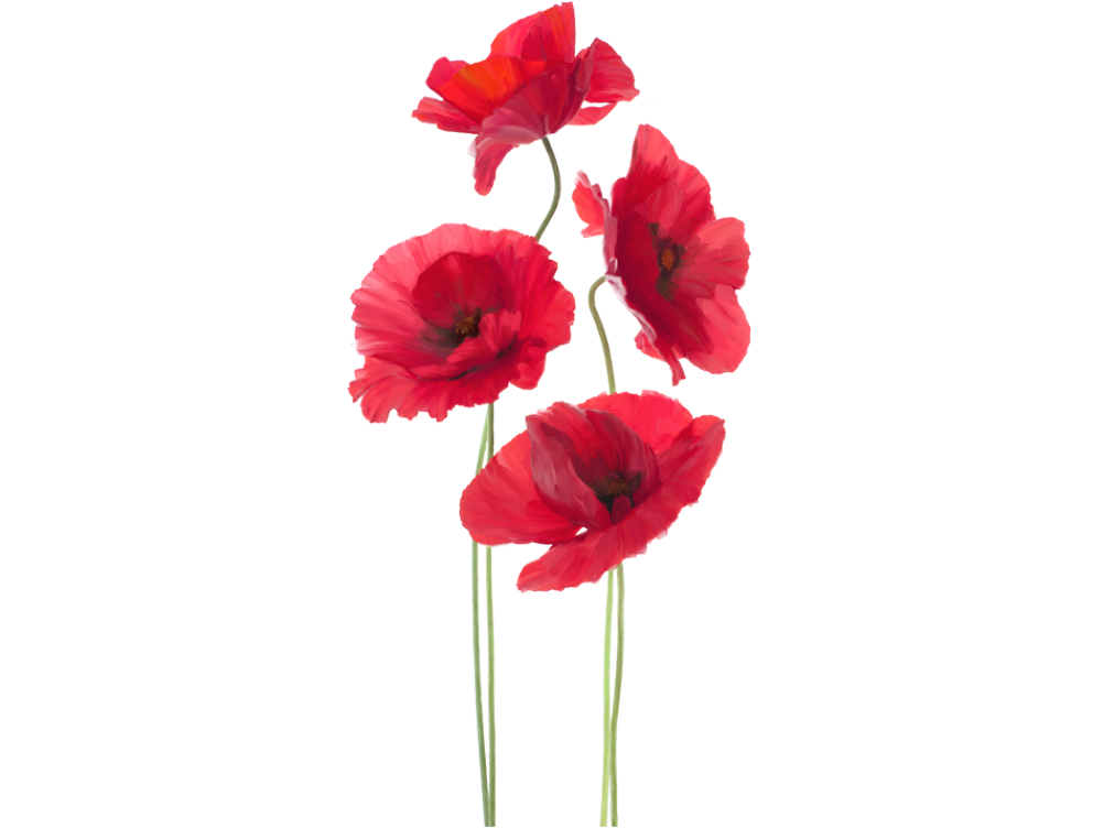 Vibrant_ Red_ Poppies_ Against_ Textured_ Background