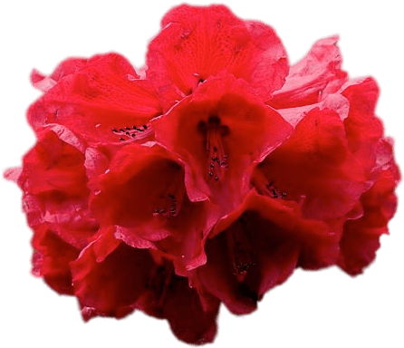 Vibrant Red Rhododendron Flower Isolated