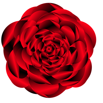 Vibrant Red Rose Black Background