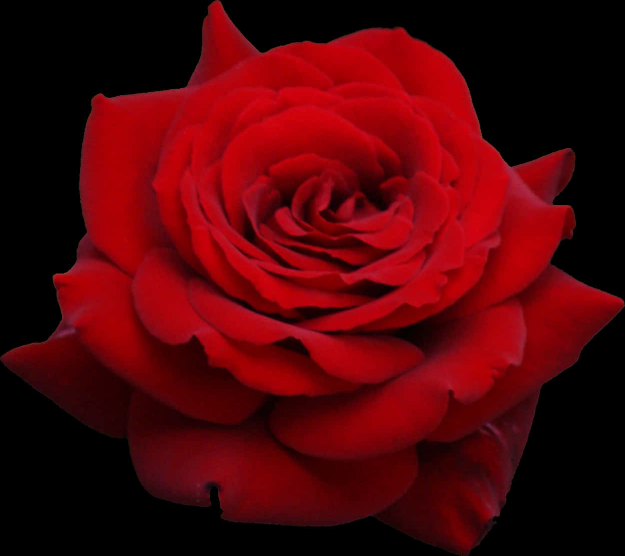 Vibrant Red Rose Black Background.jpg