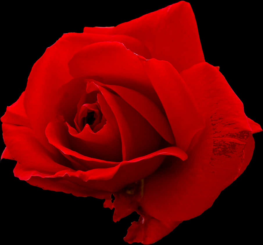 Vibrant_ Red_ Rose_ Black_ Background.jpg