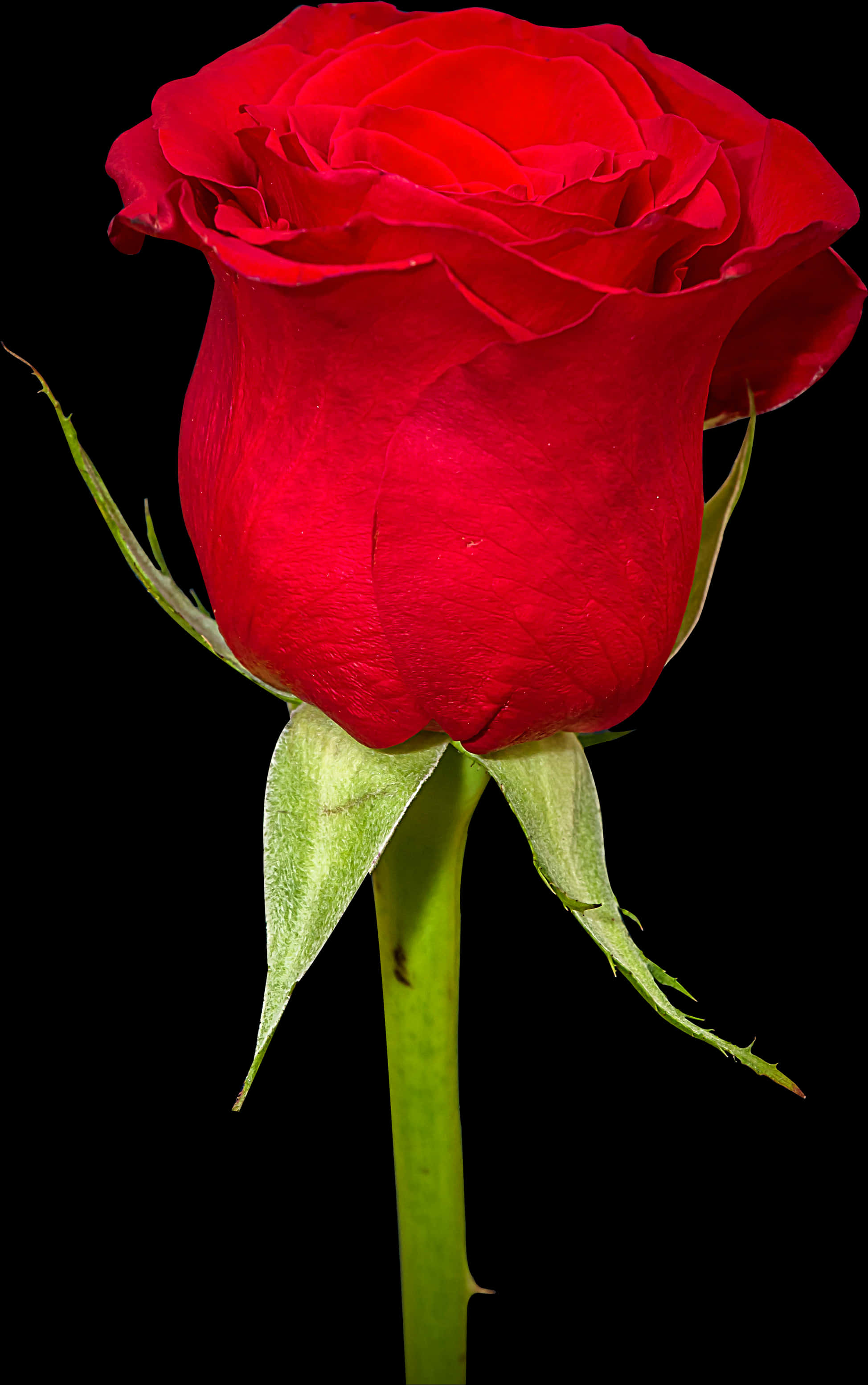 Vibrant Red Rose Black Background.jpg