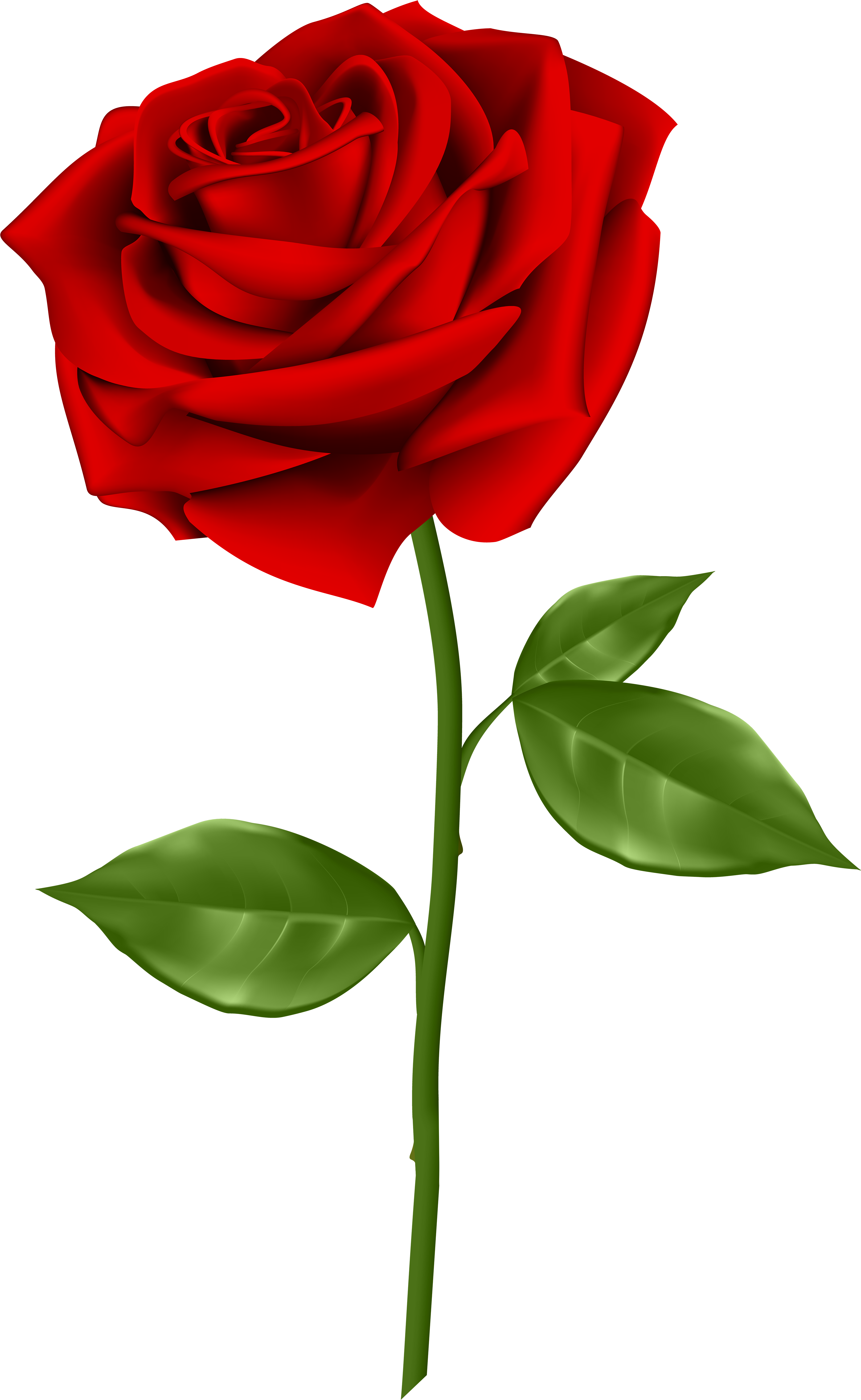 Vibrant Red Rose Illustration.png