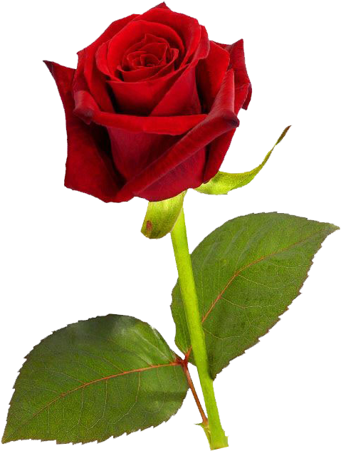 Vibrant Red Rose Isolated