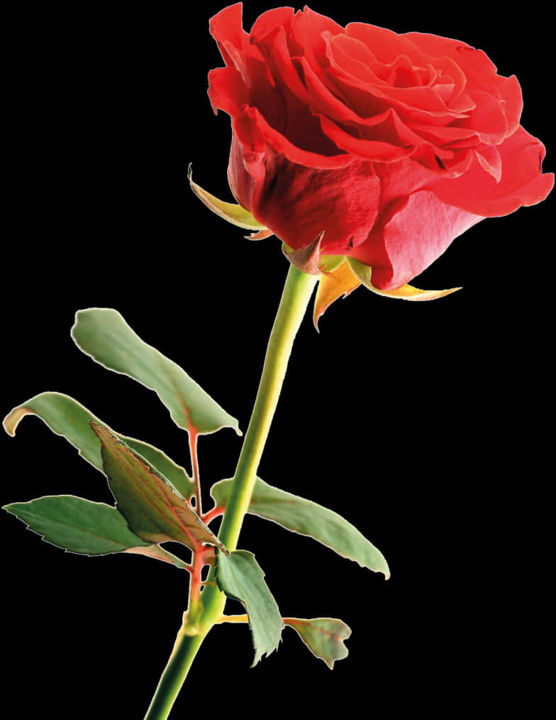 Vibrant_ Red_ Rose_ Isolated_ Background