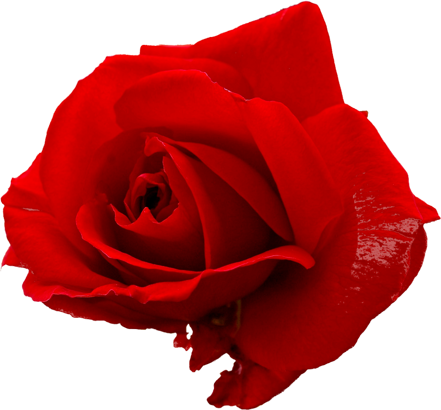 Vibrant Red Rose Isolated