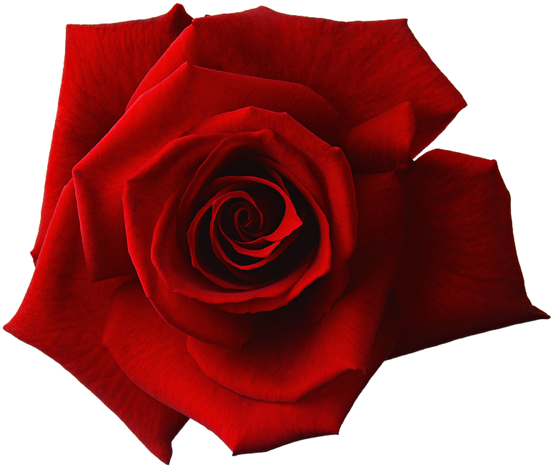 Vibrant Red Rose Isolated.png