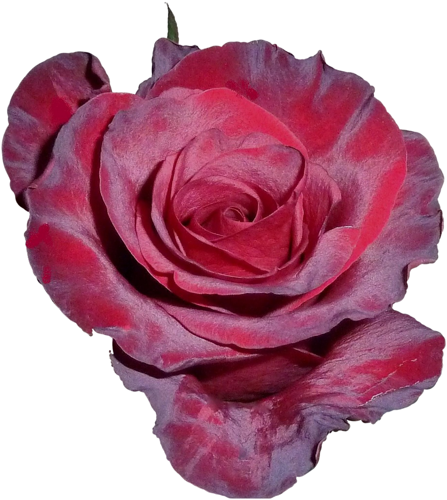 Vibrant Red Rose Isolated.png