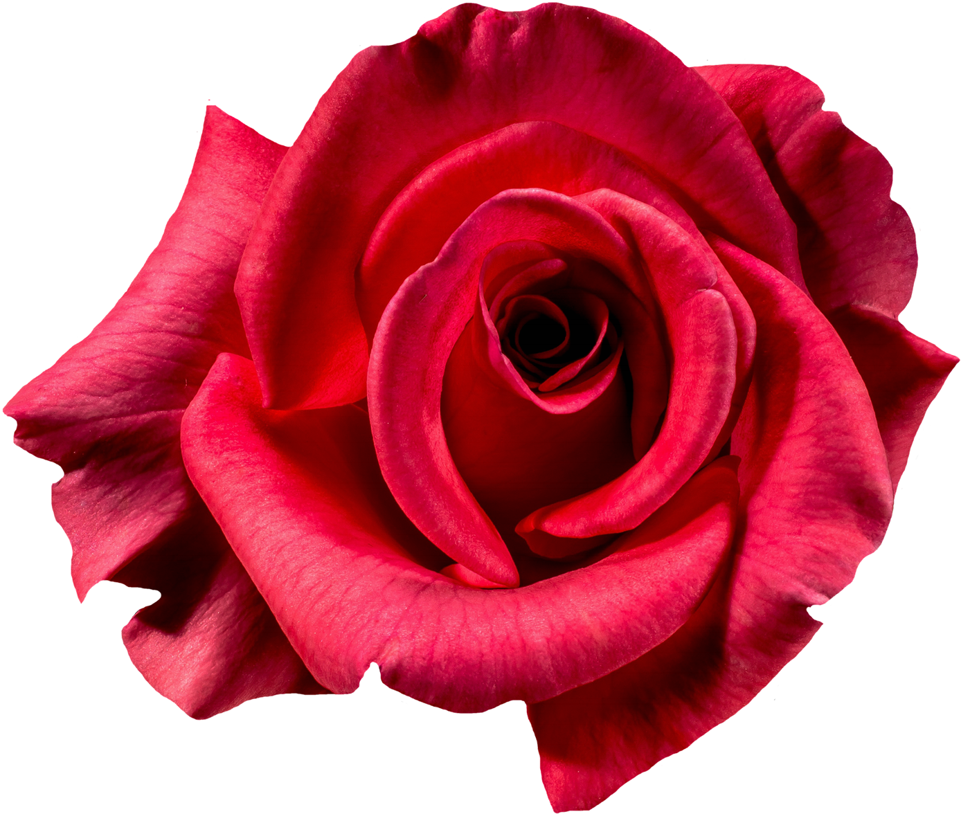 Vibrant Red Rose Isolated.png