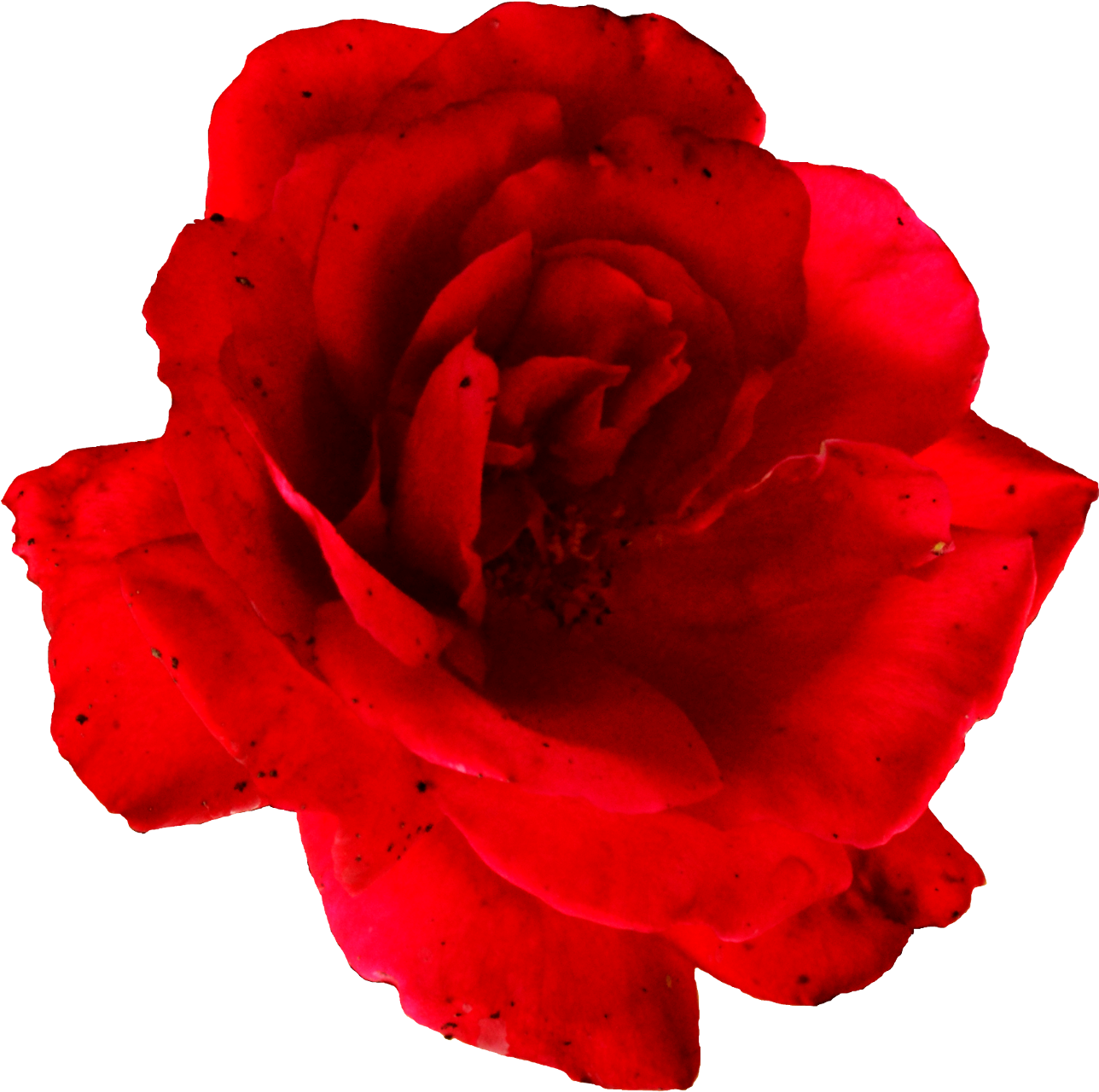 Vibrant Red Rose Isolated.png