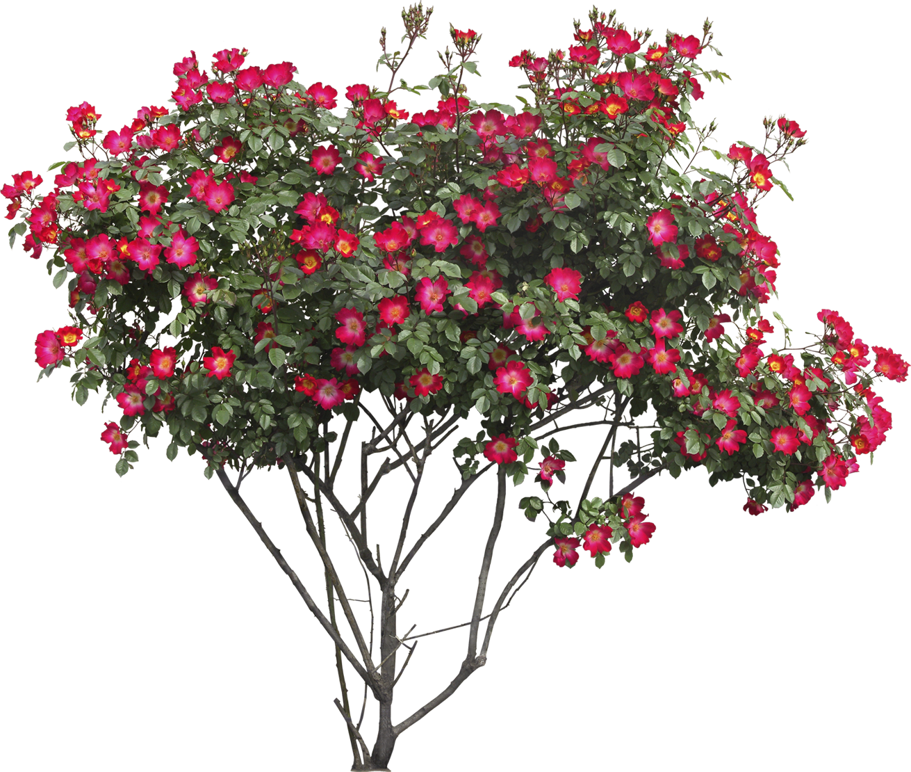 Vibrant Red Rose Tree Flourishing