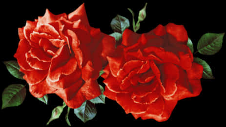 Vibrant_ Red_ Roses_ Black_ Background.jpg