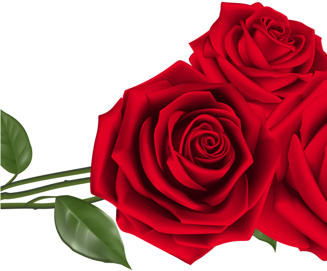 Vibrant Red Roses Graphic