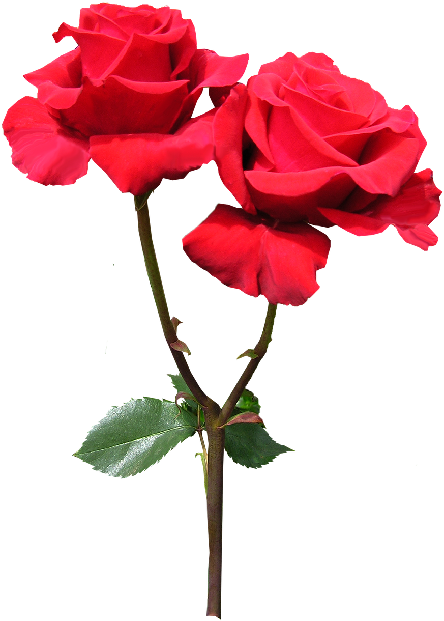 Vibrant Red Roses Transparent Background.png