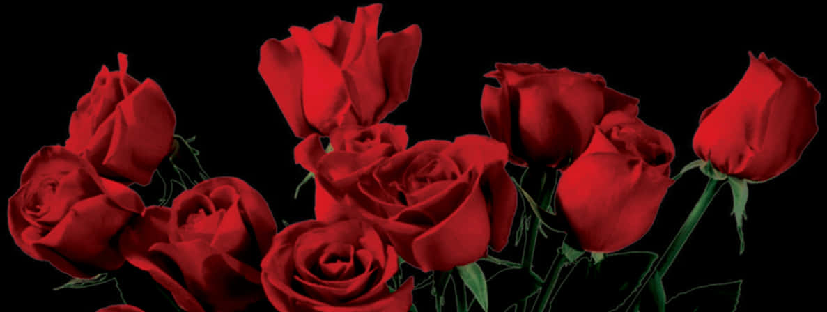 Vibrant Red Roseson Black Background