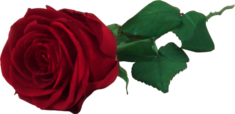 Vibrant Red Rosewith Green Leaves.png