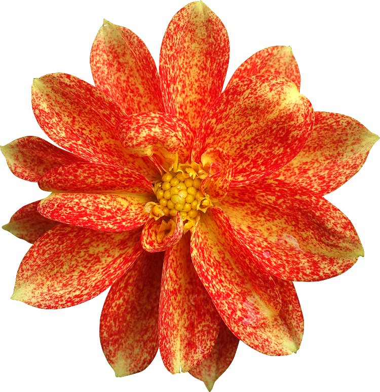 Vibrant Red Speckled Dahlia