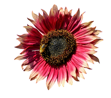 Vibrant Red Sunflower Black Background