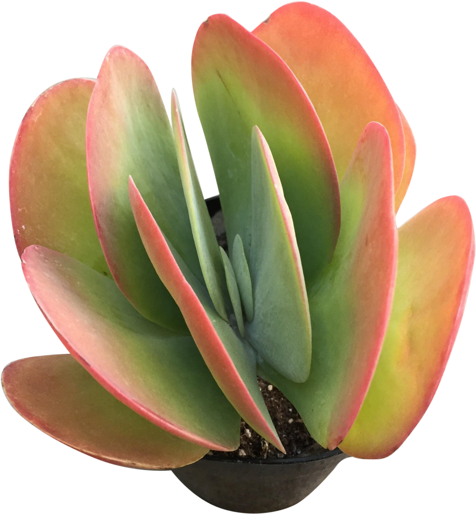 Vibrant Red Tipped Succulent