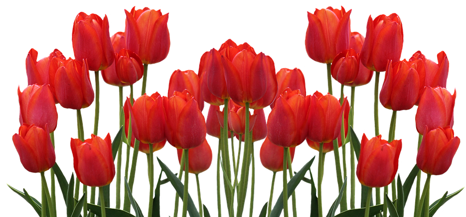 Vibrant Red Tulips Array