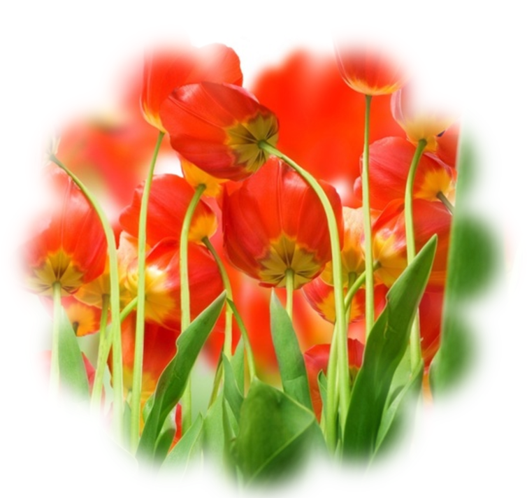 Vibrant Red Tulips Artistic Render