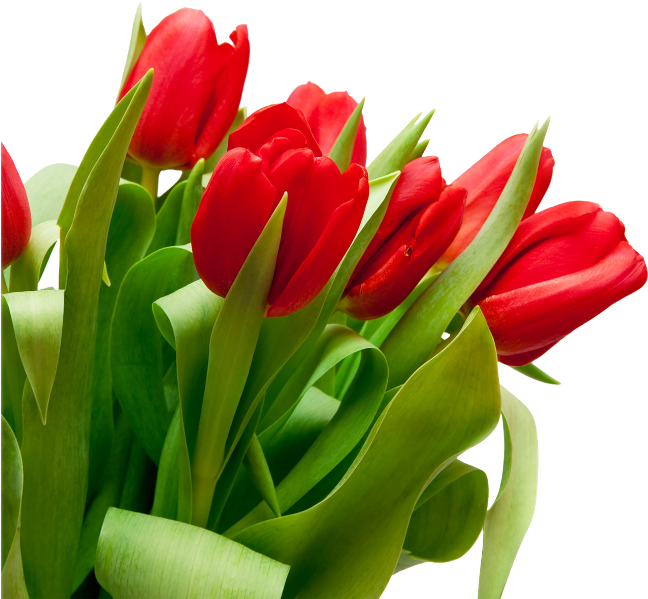 Vibrant Red Tulips Bouquet