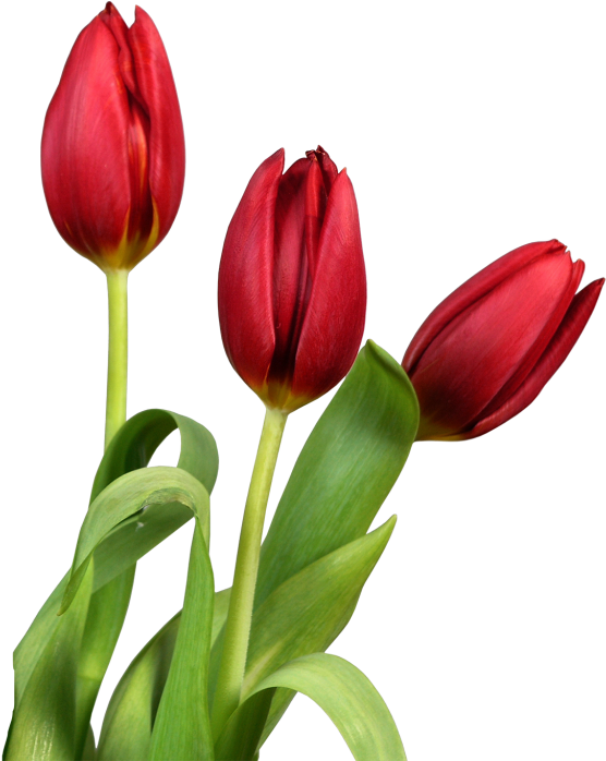 Vibrant Red Tulips Transparent Background