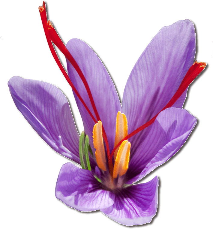 Vibrant Saffron Crocus Flower