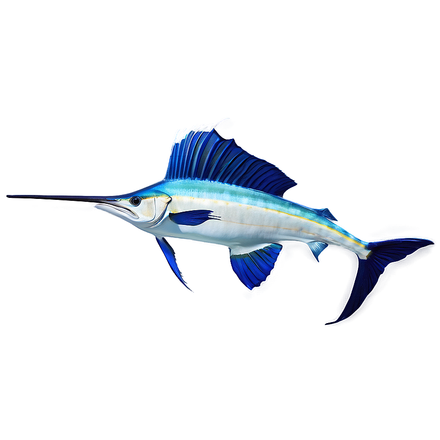 Vibrant Sailfish Picture Png Hvx