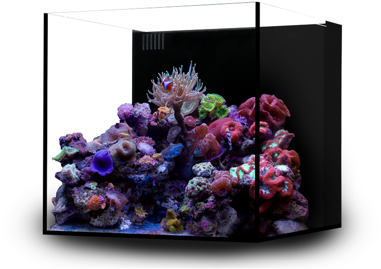 Vibrant Saltwater Aquarium Corals