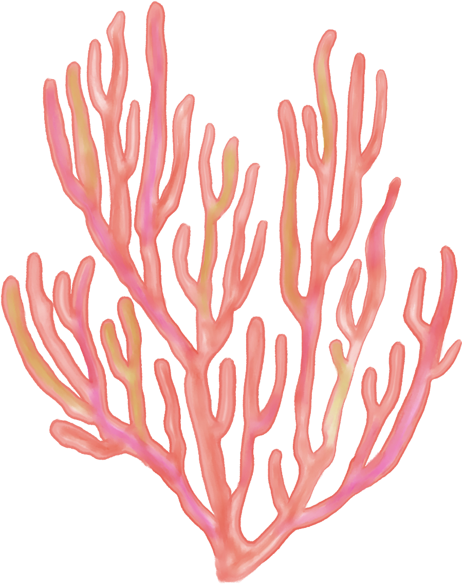 Vibrant Sea Fan Coral