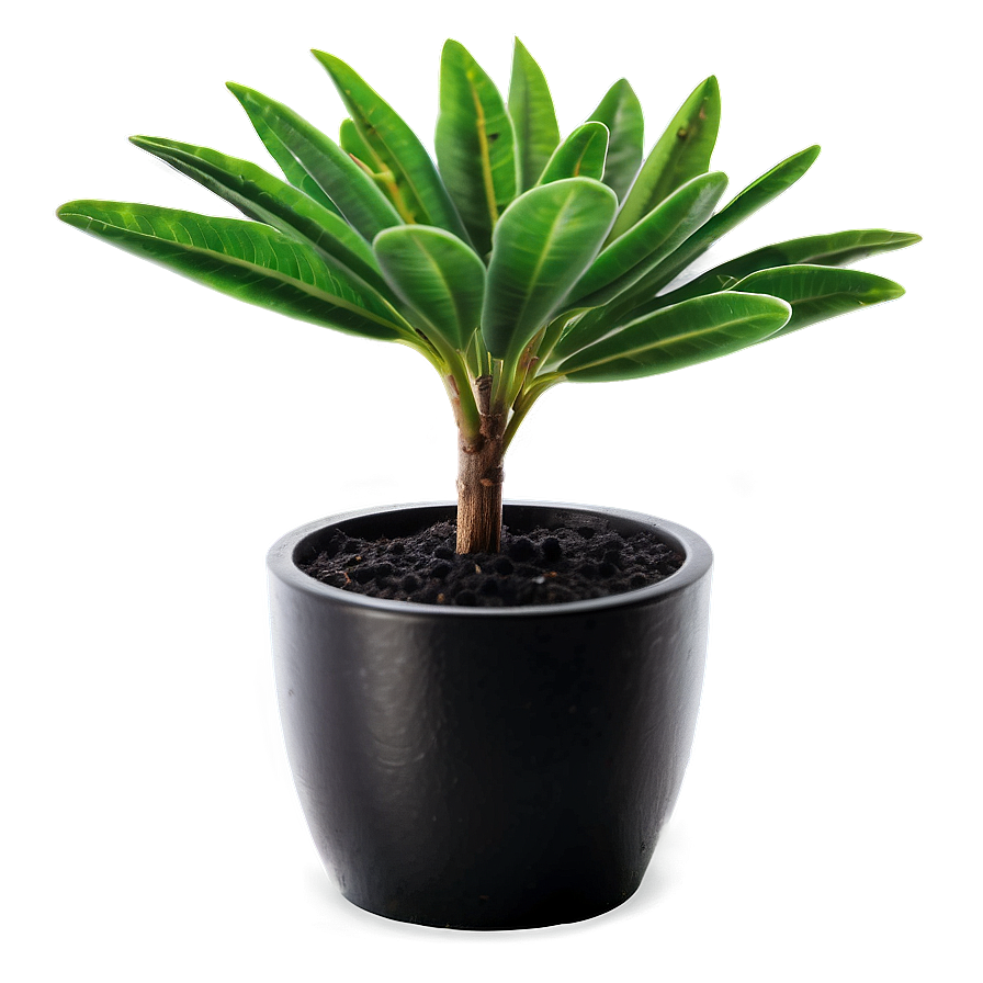 Vibrant Small Plant Png 71