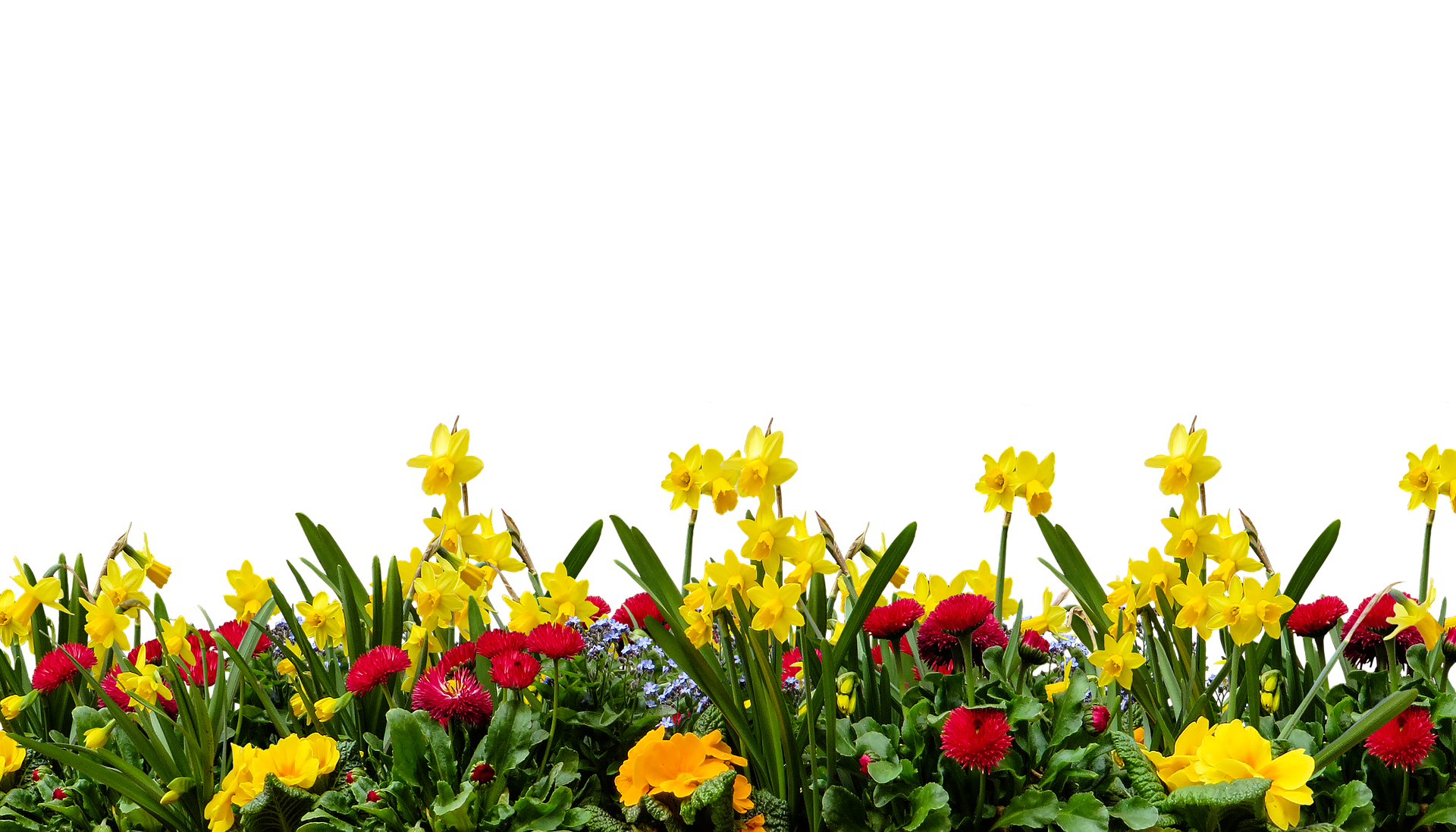 Vibrant Spring Flower Borderon Black Background.jpg