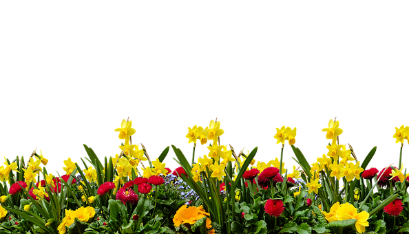 Vibrant Spring Flower Displayon Black Background