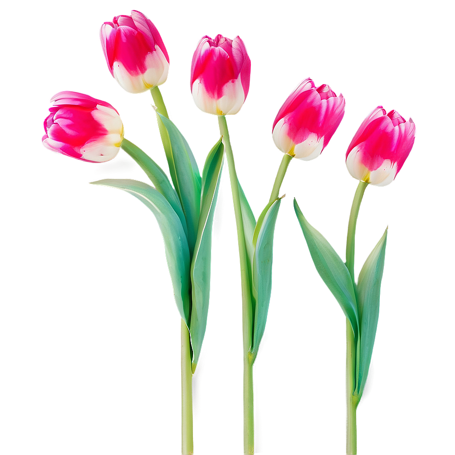 Vibrant Spring Tulips Png Wlu