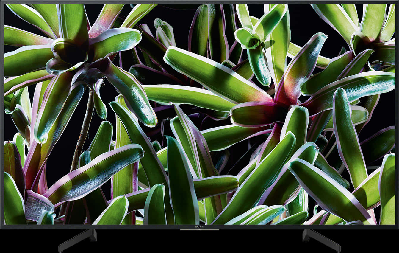 Vibrant Succulent Display4 K T V