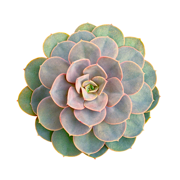 Vibrant Succulent Top View