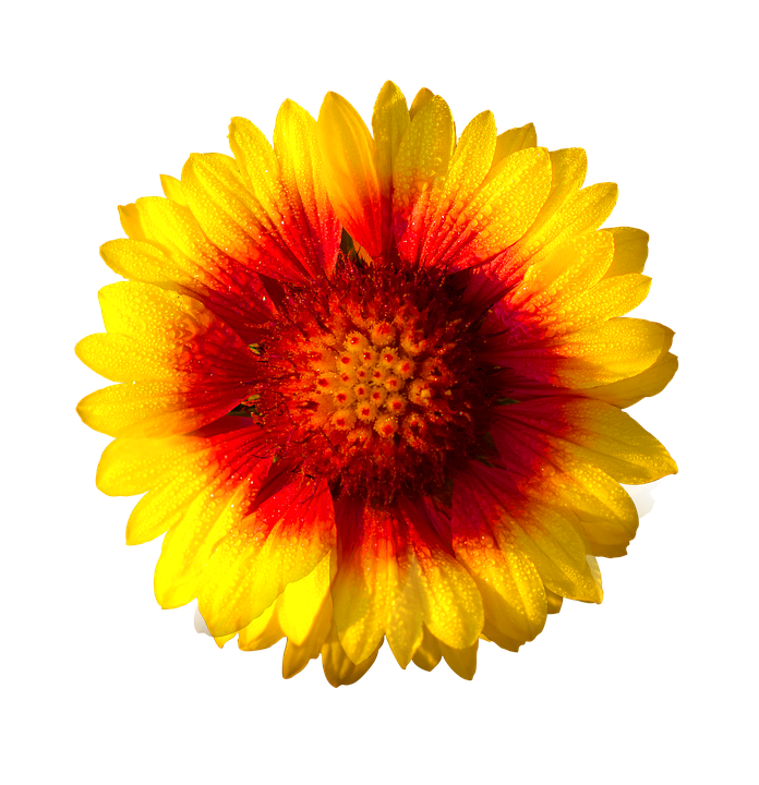 Vibrant Sun Kissed Flower