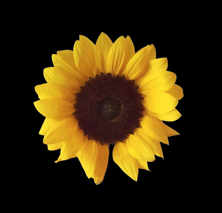 Vibrant_ Sunflower_ Against_ Black_ Background.jpg