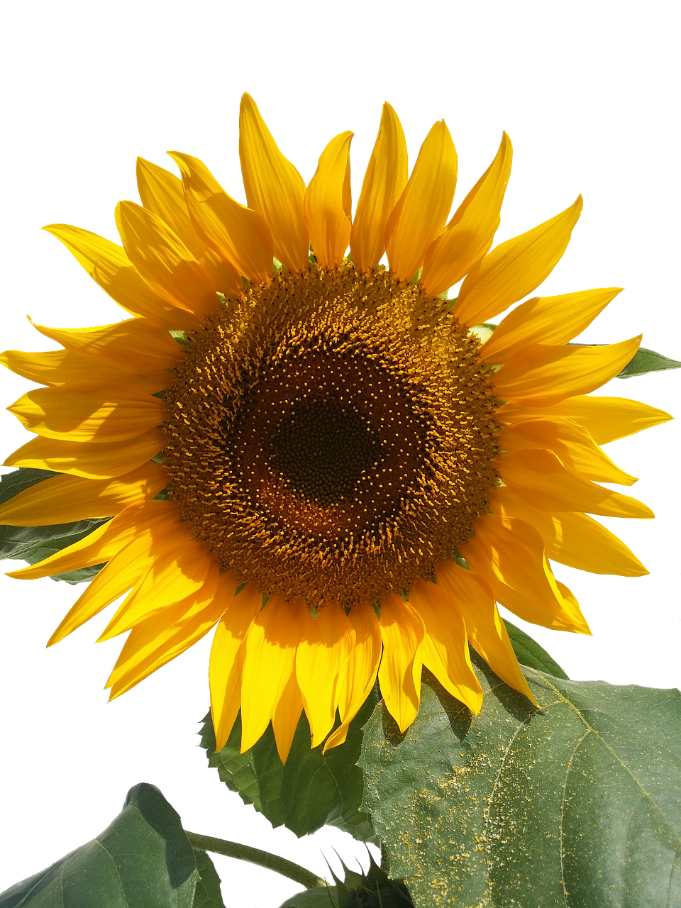 Vibrant Sunflower Against Black Background.jpg