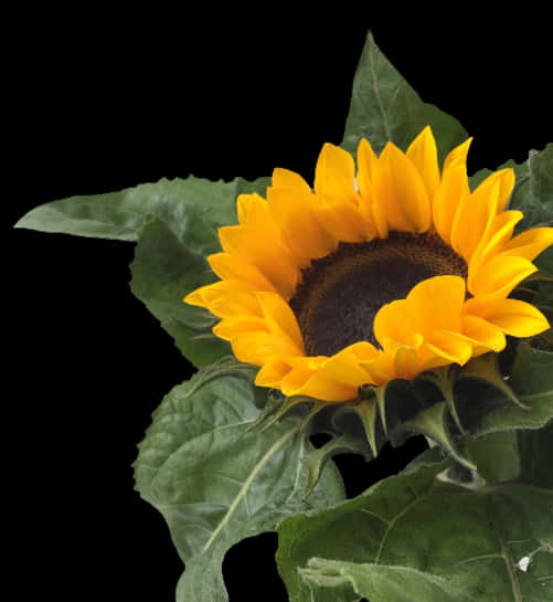 Vibrant_ Sunflower_ Against_ Black_ Background.jpg