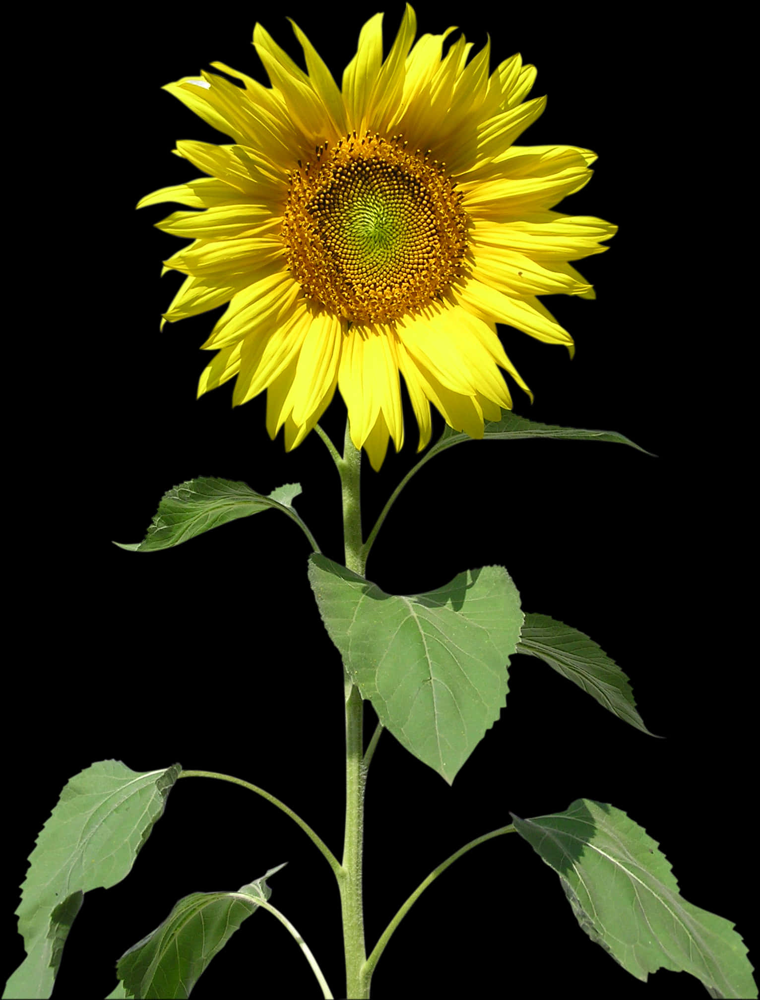 Vibrant Sunflower Against Black Background.jpg